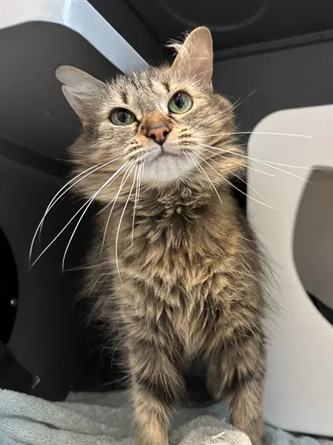 Mona - Domestic Long Hair