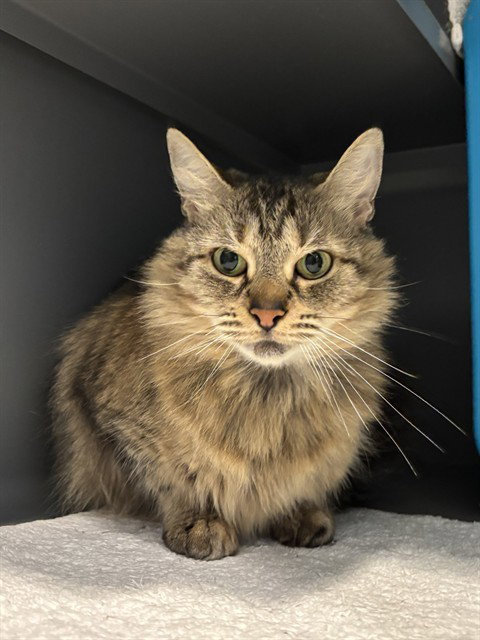 LISA, cat — photo 1 of 1