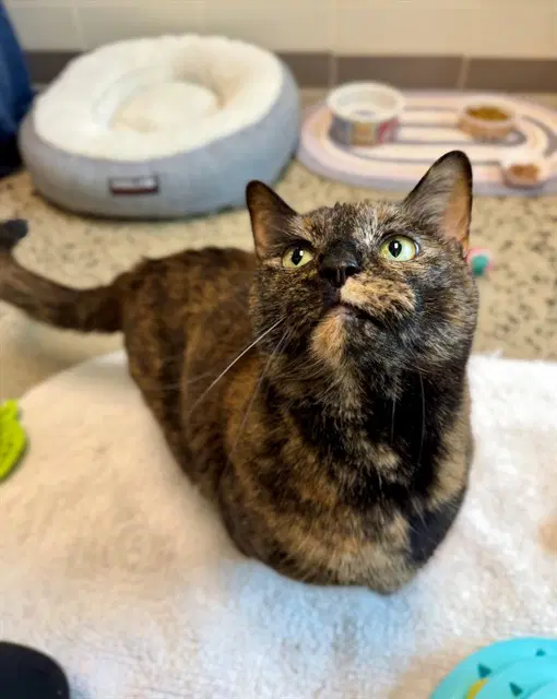 Regina George - Domestic Medium Hair