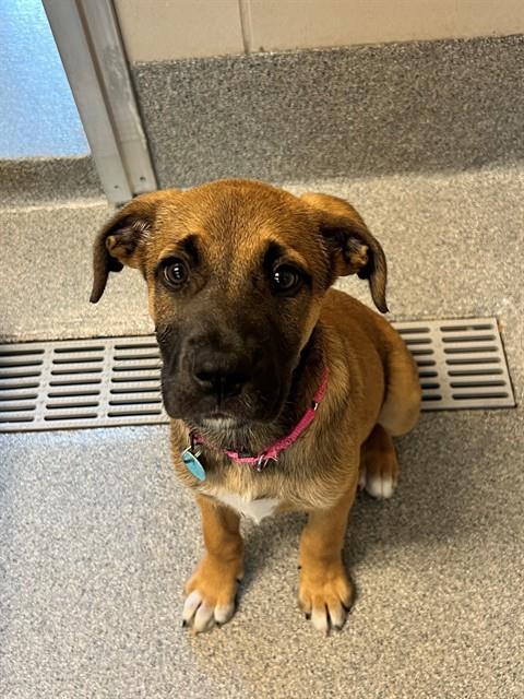 picture of the dog needing adoption