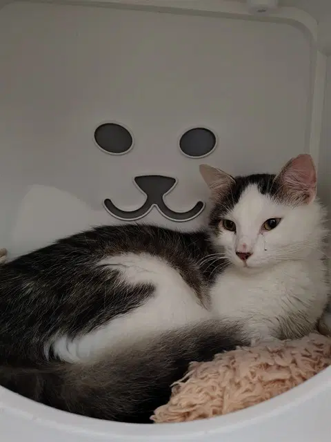 Jasper - Domestic Medium Hair