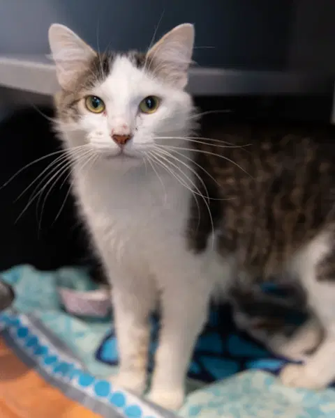 Jasper - Domestic Medium Hair