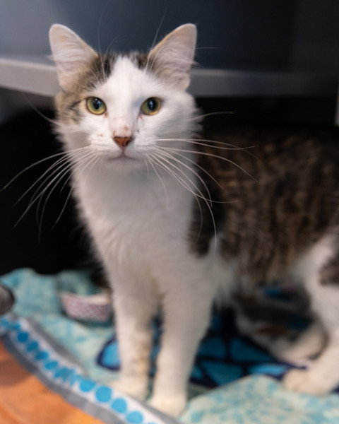picture of the cat needing adoption