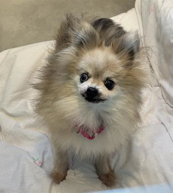 Belle - Pomeranian