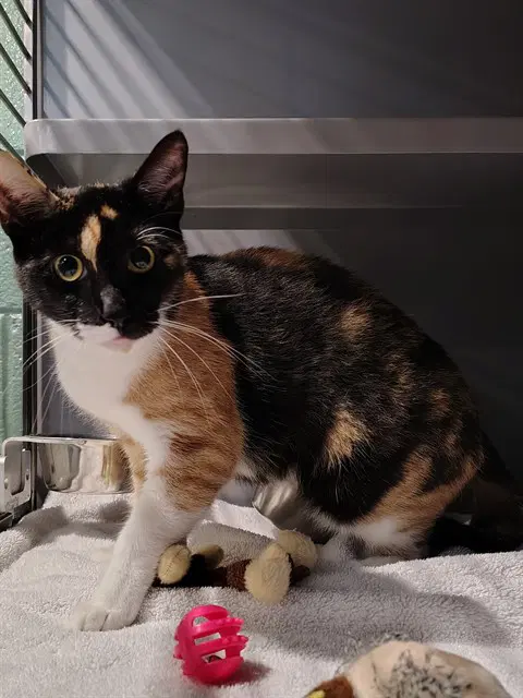 Mu - Domestic Short Hair