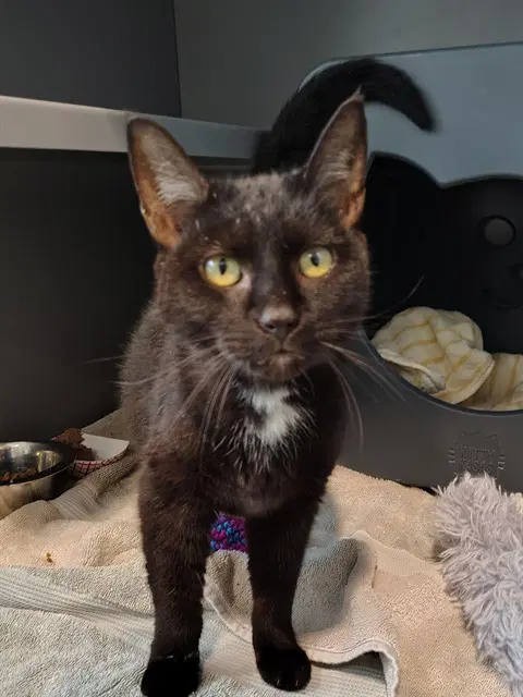 Wendy - Domestic Short Hair
