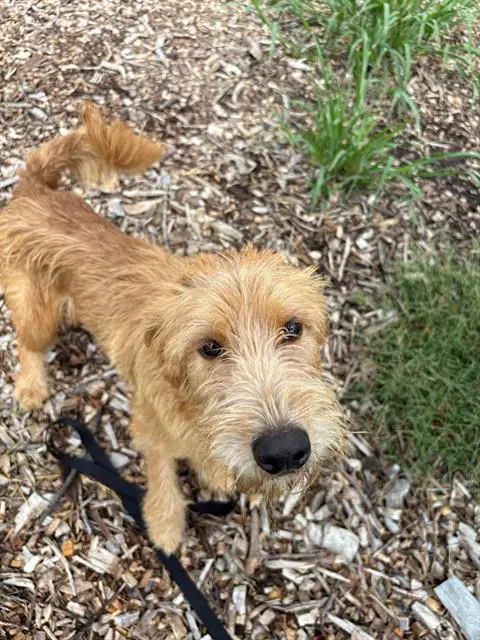 Cooper - Terrier