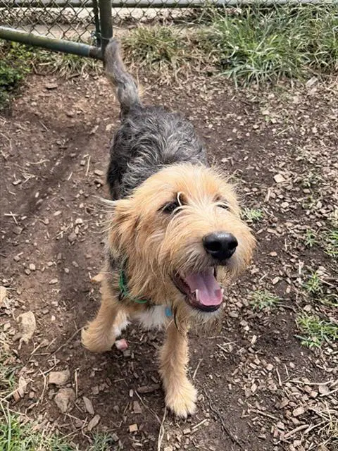 Max - Terrier