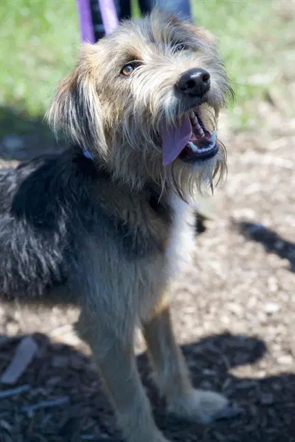 Max - Terrier