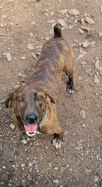 Kimber - Hound