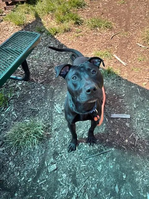 Barkley - Labrador Retriever