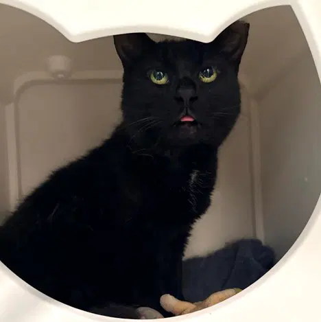 Sola - Domestic Short Hair