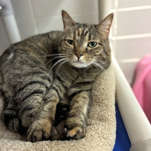 SKYLAR, a cat for adoption from Loudoun County Animal Care & Control