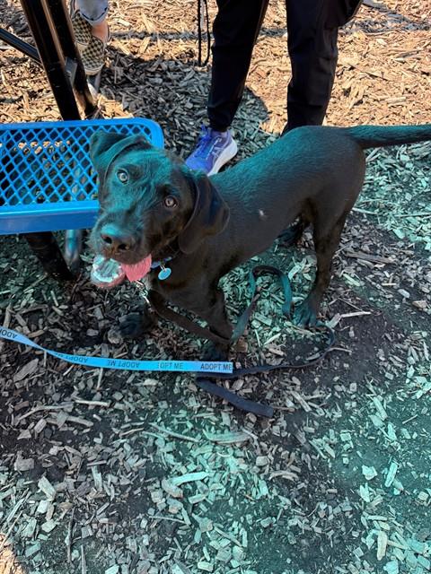 BLINKER, dog — photo 1 of 1