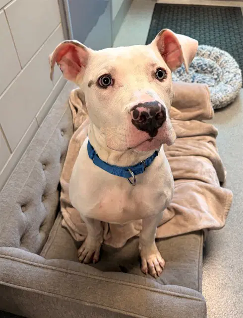 Piglet - Pit Bull Terrier