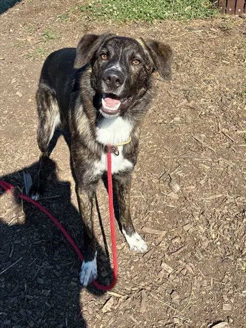 Rico - Australian Shepherd
