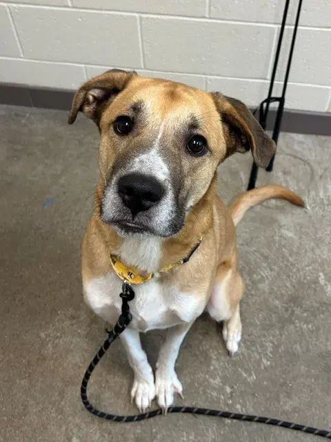 Buster - Labrador Retriever