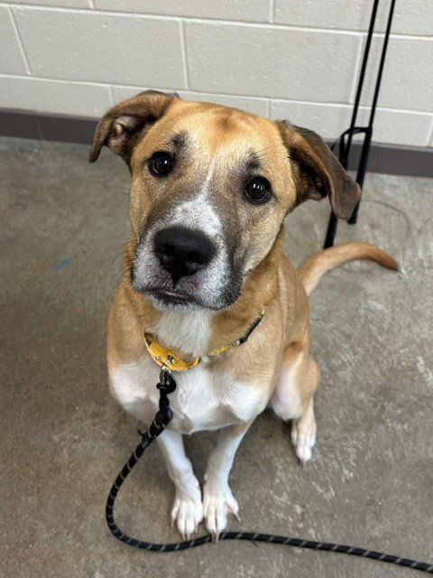 BUSTER, a dog for adoption from Loudoun County Animal Care & Control