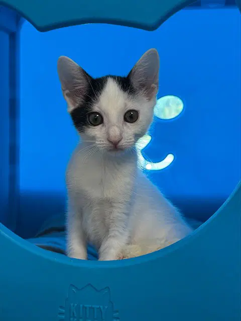 Milo - Domestic Short Hair