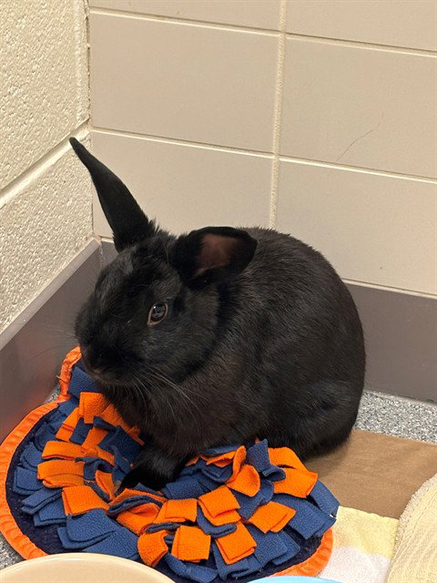 IRIDIUM, rabbit — photo 1 of 1