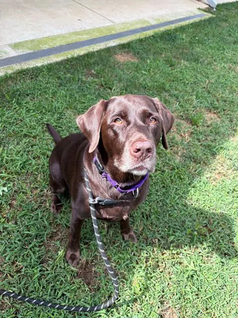 Rosetta - Labrador Retriever