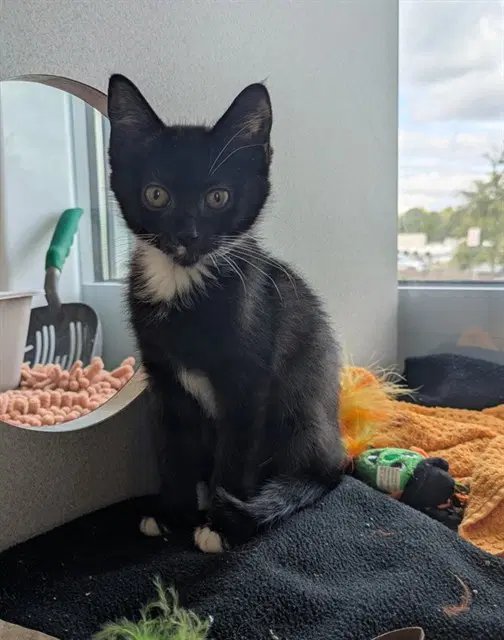 Salem - Domestic Short Hair