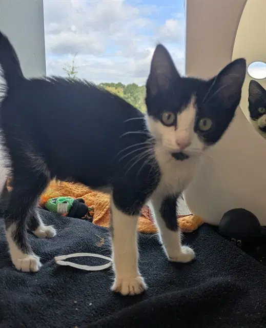 Binx - Domestic Short Hair