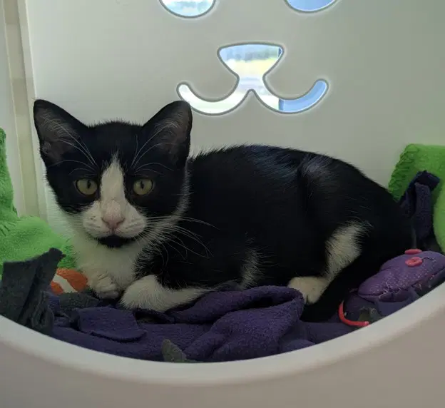 Wednesday - Domestic Short Hair