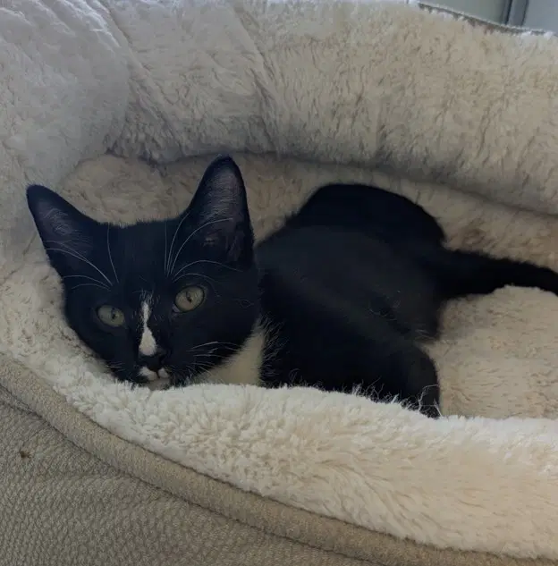 Hocus - Domestic Short Hair