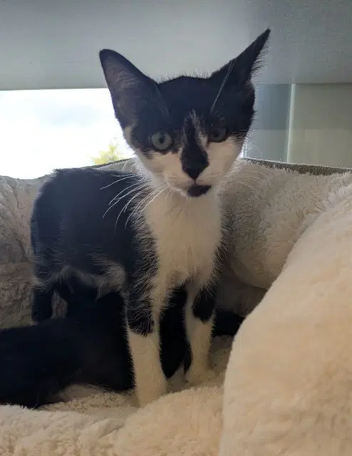 Pocus - Domestic Short Hair