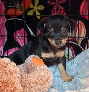Ixion - Chihuahua