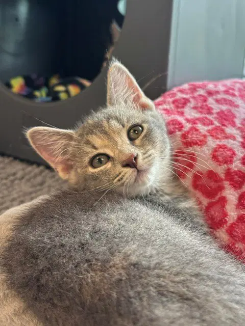 Princess - Domestic Short Hair