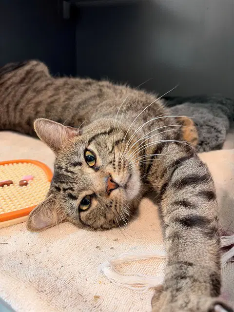 Rodger - Domestic Short Hair