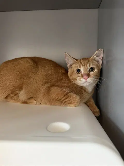 Croissant - Domestic Short Hair