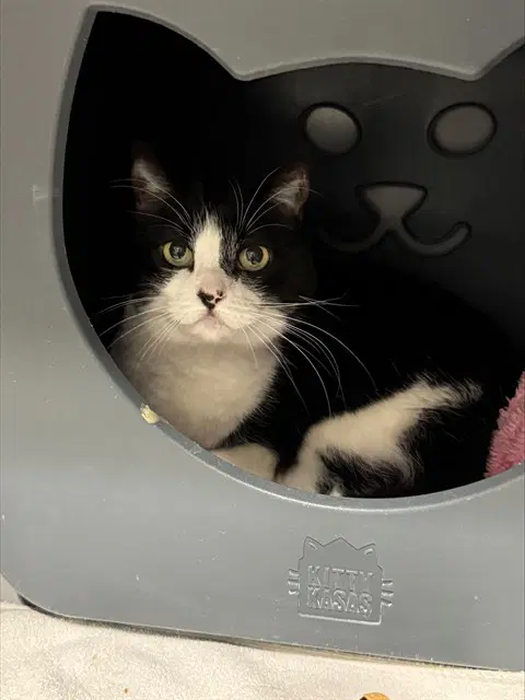 Catmelia - Domestic Short Hair