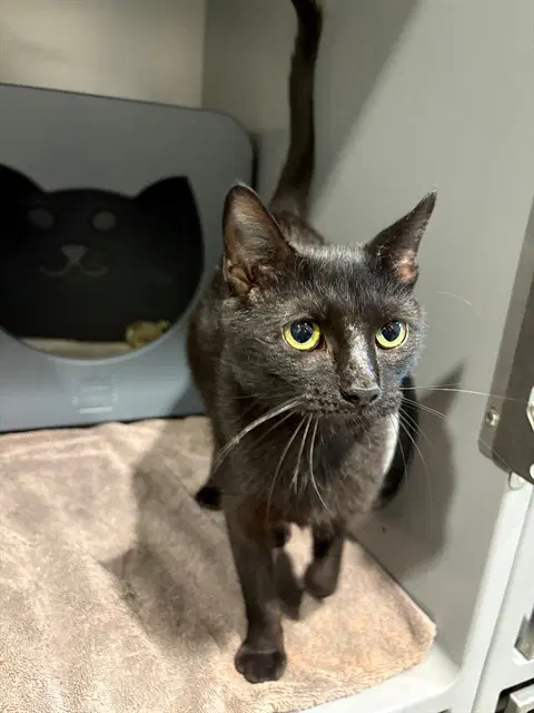 Sagle - Domestic Short Hair