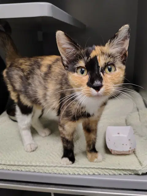 Millie - Domestic Short Hair