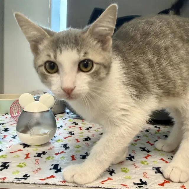Chevy - Domestic Short Hair