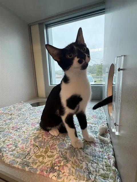 Freckles - Domestic Short Hair