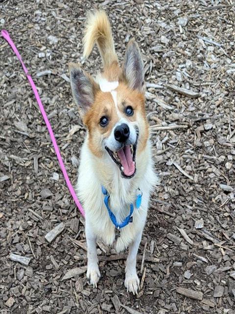 EQUINOX, a dog for adoption from Loudoun County Animal Care & Control
