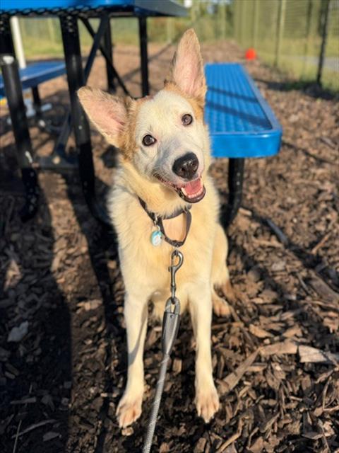 PEGASUS, a dog for adoption from Loudoun County Animal Care & Control