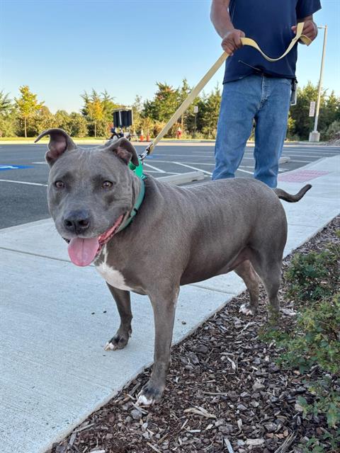DONNY, a dog for adoption from Loudoun County Animal Care & Control