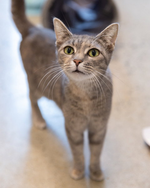 ELSANORE, a cat for adoption from Loudoun County Animal Care & Control