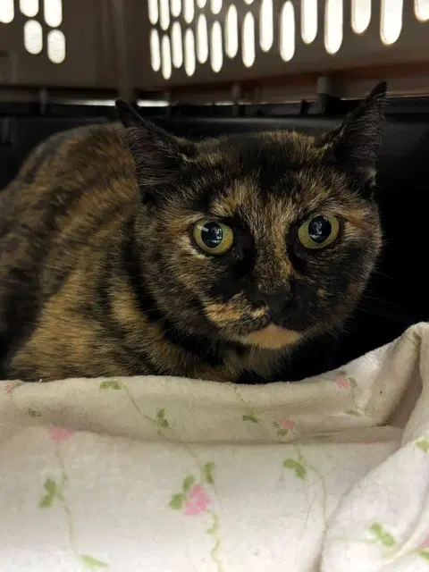Burnadette - Domestic Short Hair