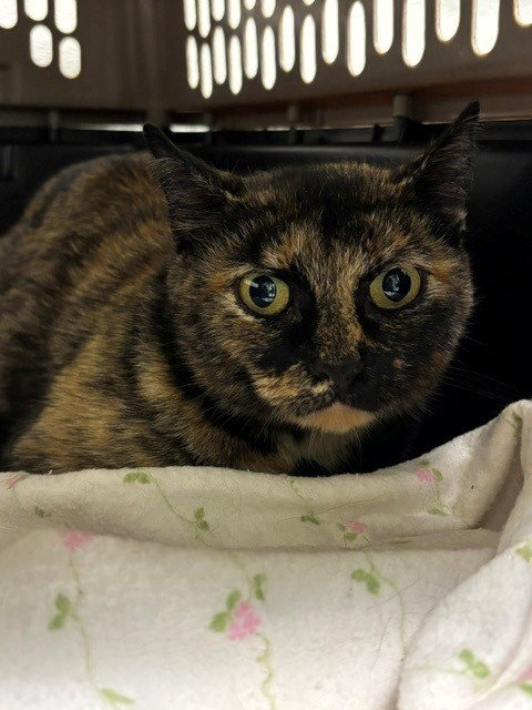 BURNADETTE, a cat for adoption from Loudoun County Animal Care & Control