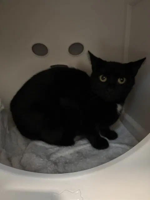 Oprah - Domestic Short Hair