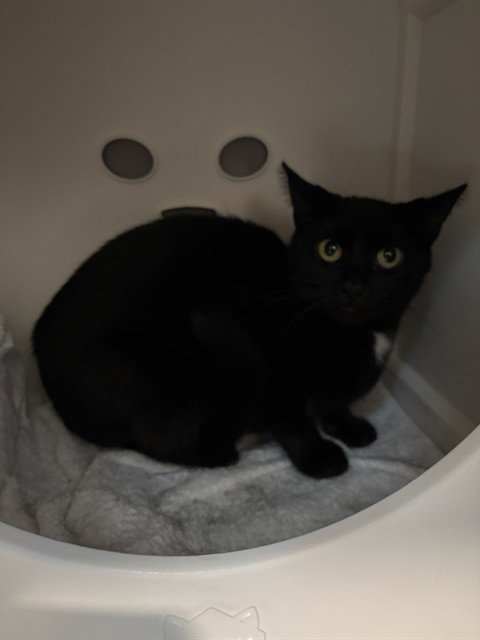 OPRAH, a cat for adoption from Loudoun County Animal Care & Control