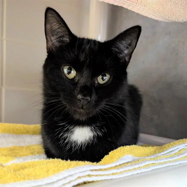 Oprah - Domestic Short Hair