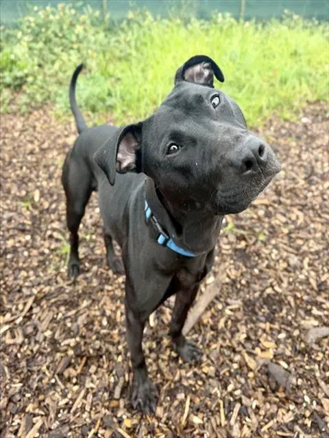 Barkley - Labrador Retriever