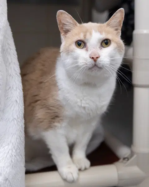 Sunshine - Domestic Short Hair